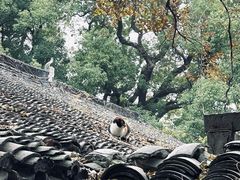 -西园戒幢律寺