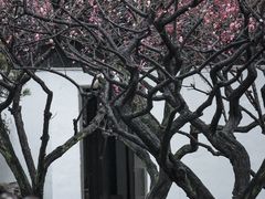 -苏州上方山国家森林公园