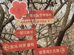-香雪海