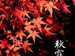 -秋霞圃