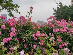 -沙湖公园