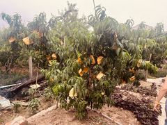 -老袁家蜜桃农场·阳山水蜜桃