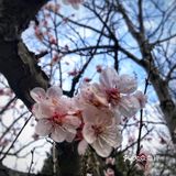 有韵味，难怪排花中四君子的首位