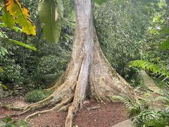 -中国科学院西双版纳热带植物园