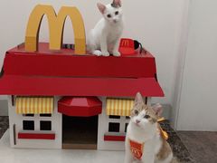-博特宠物医院24h犬猫全科.骨科·异宠