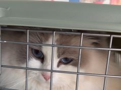 -艾吉宠物医院·疑难杂症转诊中心·猫友好(碧江路院)