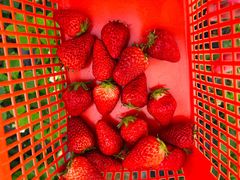 -喜杨洋草莓采摘园