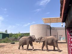 -鄂尔多斯野生动物园