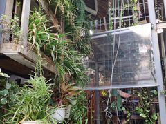 -Rainforest