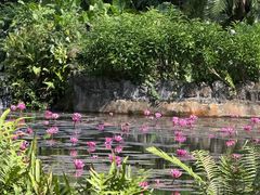 -海南热带野生动植物园