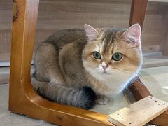 -藏猫猫咖啡主题馆(中央大道店)