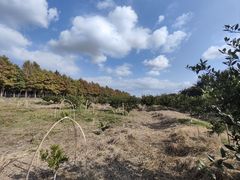 -东平国家森林公园