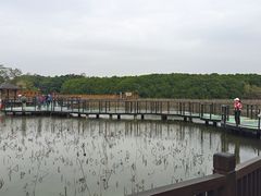 -大湾区中央湿地公园