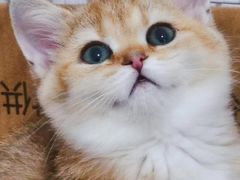 -东方名猫馆·英短金渐层布偶猫舍(环线广场1号楼店)