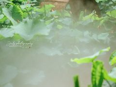 -花之城