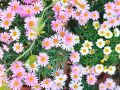 -斯多格书乡(北京大学畅春园店)