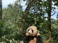 -中国大熊猫保护研究中心雅安碧峰峡基地