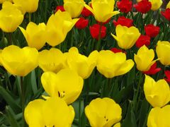 android_upload_pic-洛阳郁金香牡丹园