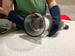 -瑞鹏瑞爱宠物医院·全科·猫科·血液透析中心(龙头寺店)