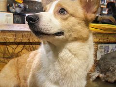 -more than meow吴止猫主题餐厅(承德 中船汇店)