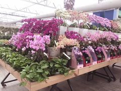 -荷兰花海