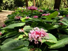 -西湖风景区-江洋畈生态公园