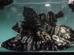 -宜宾海鲜酒家·三十年老字号