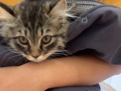 -瑞派长江宠物医院·猫科·外科·24小时夜护(谊城公寓分院)