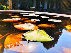 -普陀山慧济禅寺