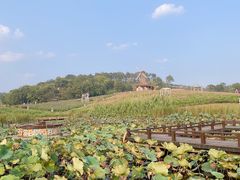 -大塘金香草谷