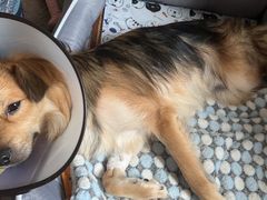 -瑞鹏宠物医院犬猫全科(真大分院)