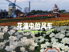 -荷兰花海