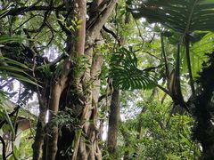 -中国科学院西双版纳热带植物园