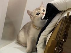 -猫大福·Fortune Cat猫舍(百子湾店)