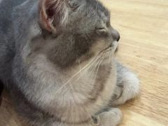 -楼上猫咖(罗湖店)