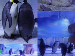 -海合安成都极地海洋公园