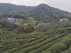 -中国茶叶博物馆(双峰馆区)