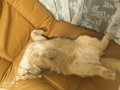 -瑞派长江宠物医院·猫科·外科·24小时夜护(谊城公寓分院)