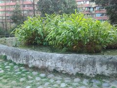 -成都市活水公园