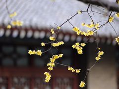 -西安大兴善寺