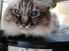 -帕帕拉兹宠物(亚洲旗舰店)