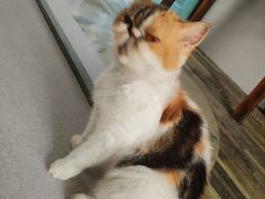 -猫岛主趣味餐厅(鼓浪屿店)