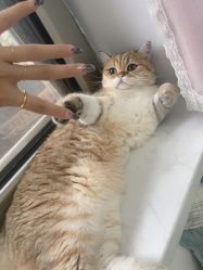 -晨·艺美甲美睫
