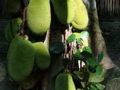 -海南槟榔谷黎苗文化旅游区