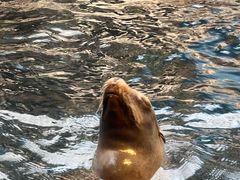 -大阪海游馆