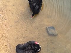 iphone_upload_pic-千岛湖龙川湾