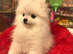 -狗道宠物(常熟印象城店)