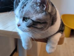 -有喵·猫咖·狗咖·30几只猫10只小狗(岗厦店)