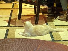 -猫色咖啡·猫咖