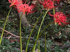 -上海佘山国家森林公园天马山园